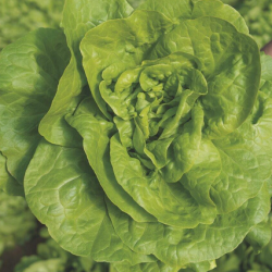 Sałata Elvis BEJO 32-229 5tyś. nasion Primed Pellets  ST